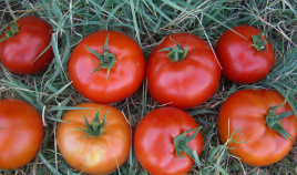 Насіння томатів Саргас F1 / Sargas F1 купити оптом і в роздріб в Україні за вигідною ціною