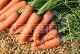 Семена моркови Танжерина F1 / Tanjerina F1,110 дней купить оптом и в розницу в Украине по выгодной цене