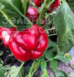 Насіння солодкого перцю Вілд F1 / Wild F1, 70 днів купити оптом і в роздріб в Україні за вигідною ціною