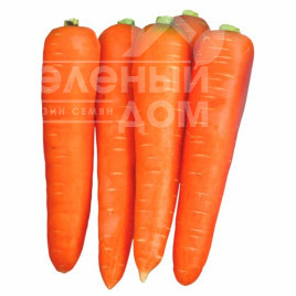 Насіння моркви Курода / Kuroda,90 днів купити оптом і в роздріб в Україні за вигідною ціною