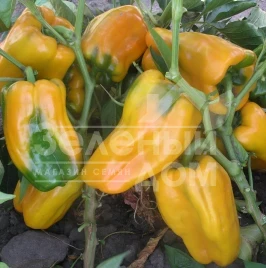 Семена сладкого перца Джемини F1 / Gemini F1,72-78 дней купить оптом и в розницу в Украине по выгодной цене