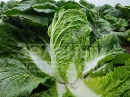 Семена капусты пекинской ЖС 4042 F1 / JS 4042 F1 купить оптом и в розницу в Украине по выгодной цене