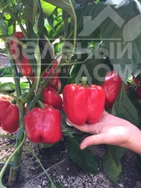 Насіння солодкого перцю Арістотель F1 / Aristotel F1, 70-75 днів купити оптом і в роздріб в Україні за вигідною ціною