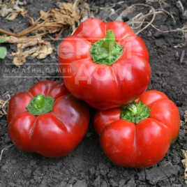 Насіння солодкого перцю Ред Булл F1 / Red Bull F1,70 днів купити оптом і в роздріб в Україні за вигідною ціною