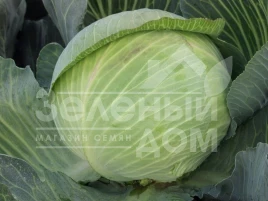 Семена капусты белокочанной Гигант F1 / Gigant F1,110-120 дней купить оптом и в розницу в Украине по выгодной цене