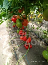Семена томатов Сорренто F1 / Sorrento F1, 65 дней купить оптом и в розницу в Украине по выгодной цене