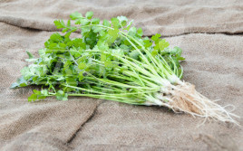 Насіння кінзи (коріандру) Карібе / Caribe,75 днів купити оптом і в роздріб в Україні за вигідною ціною