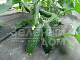 Семена огурцов Толстой F1 / Tolstoj F1 купить оптом и в розницу в Украине по выгодной цене