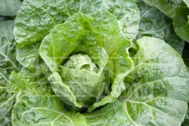 Семена капусты пекинской Эмико F1 / Emiko F1,67-72 дня купить оптом и в розницу в Украине по выгодной цене