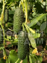 Семена огурцов Бйорн F1 / Bjorn F1,42-45 дней купить оптом и в розницу в Украине по выгодной цене