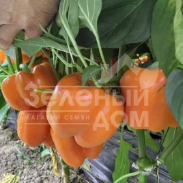Семена сладкого перца Оранж босс F1 / Orange boss F1, 55-60 дней купить оптом и в розницу в Украине по выгодной цене