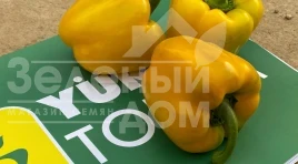 Насіння солодкого перцю Деніз F1 / Deniz F1, 68-72 днів купити оптом і в роздріб в Україні за вигідною ціною