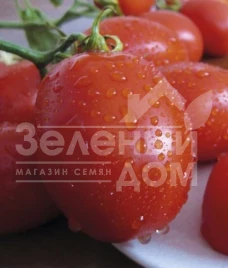 Семена томатов Санни F1 / Sanni F1,110 дней купить оптом и в розницу в Украине по выгодной цене