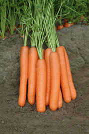 Насіння моркви Морелія F1 / Morelia F1,120-130 днів купити оптом і в роздріб в Україні за вигідною ціною