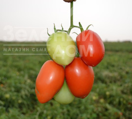 Насіння томатів Сурія F1 / Suriya F1,75-85 днів купити оптом і в роздріб в Україні за вигідною ціною