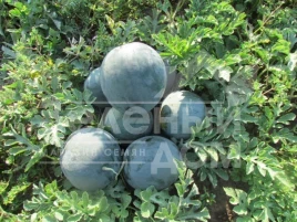 Семена арбуза ЛС 1545 F1 / LS 1545 F1,62-65 дней купить оптом и в розницу в Украине по выгодной цене