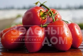 Семена томатов Дино F1 / Dino F1,65-70 дней купить оптом и в розницу в Украине по выгодной цене