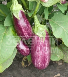 Семена баклажана Рико F1 / Riko F1,70 дней купить оптом и в розницу в Украине по выгодной цене