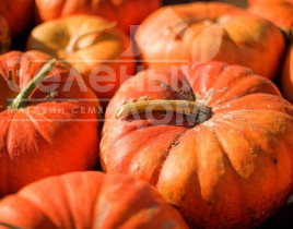 Насіння гарбуза Мускат де Прованс / Muskat de Provans купити оптом і в роздріб в Україні за вигідною ціною