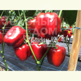 Насіння солодкого перцю Ред Дір F1 / Red Dir F1, 65-70 днів купити оптом і в роздріб в Україні за вигідною ціною