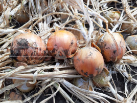 Цибуля ріпчаста Джела F1 / Dzhela F1, 100-110 днів купити оптом і в роздріб в Україні за вигідною ціною