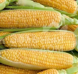 Семена кукурузы Мирус F1 / Mirus F1,75-78 дней купить оптом и в розницу в Украине по выгодной цене