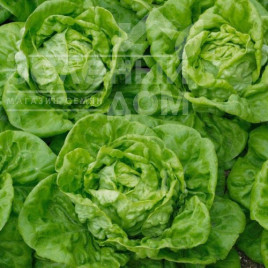 Насіння салату Бремекс / Bremeks, 40-50 днів купити оптом і в роздріб в Україні за вигідною ціною