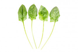 Насіння шпинату Блобфіш F1 / Blobfish F1 купити оптом і в роздріб в Україні за вигідною ціною