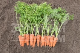 Семена моркови Кесена F1 / Cesena F1,100-105 дней купить оптом и в розницу в Украине по выгодной цене