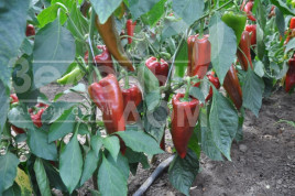Насіння солодкого перцю Супер Кап F1 / Super Cаp F1, 60-65 днів купити оптом і в роздріб в Україні за вигідною ціною