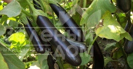 Насіння баклажанів Ірис F1 / Iris F1,60-65 днів купити оптом і в роздріб в Україні за вигідною ціною