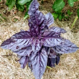 Семена базилика Дарк Перпл / Dark Perpl купить оптом и в розницу в Украине по выгодной цене