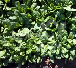 Семена шпината Юкон F1 / Yukon F1 купить оптом и в розницу в Украине по выгодной цене