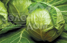 Насіння капусти білокачанної Джетодор F1 / Jetodor F1,46-48 днів купити оптом і в роздріб в Україні за вигідною ціною