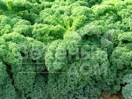 Семена капусты листовой Кадет / Kadet,120 дней купить оптом и в розницу в Украине по выгодной цене