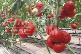 Насіння томатів Девонет F1 / Devonet F1,90-95 днів купити оптом і в роздріб в Україні за вигідною ціною