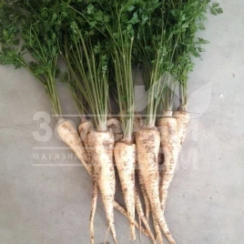 Семена петрушки Атика / Atika купить оптом и в розницу в Украине по выгодной цене