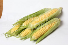 Насіння кукурудзи ЛС 899 F1 / LS 899 F1 купити оптом і в роздріб в Україні за вигідною ціною