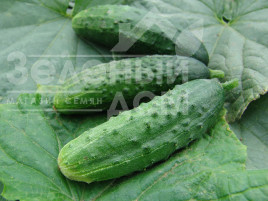 Насіння огірків Орфеус F1 (Патріот F1) / Orfeus F1 (Patriot F1) купити оптом і в роздріб в Україні за вигідною ціною