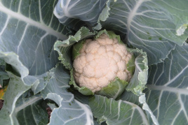 Насіння капусти цвітної Кліпер F1 / Kliper F1,60-65 днів купити оптом і в роздріб в Україні за вигідною ціною