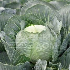 Семена капусты белокочанной Флексима F1 / Flexima F1,120-135 дней купить оптом и в розницу в Украине по выгодной цене