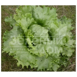 Семена салата Минико / Miniko купить оптом и в розницу в Украине по выгодной цене
