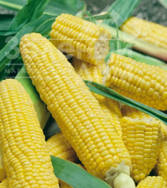 Насіння кукурудзи Лумінокс F1 / Luminox F1,65-70 днів купити оптом і в роздріб в Україні за вигідною ціною