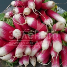 Семена редиса Славия / Slavia,30-35 дней купить оптом и в розницу в Украине по выгодной цене