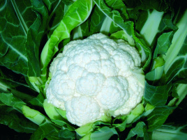 Насіння капусти цвітної Фрідом F1 / Freedom F1,70 - 75 днів купити оптом і в роздріб в Україні за вигідною ціною