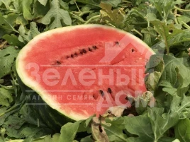 Семена арбуза Хилон (Уста,141-172) F1 / Xilon (Usta,141-172) F1,60-62 дня купить оптом и в розницу в Украине по выгодной цене