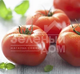 Семена томатов Уракан F1 / Urakan F1,75-80 дней купить оптом и в розницу в Украине по выгодной цене