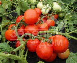Семена томатов Далимил / Dalimil купить оптом и в розницу в Украине по выгодной цене
