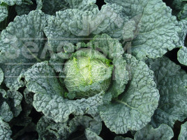 Насіння капусти савойської Меліса F1 / Melissa F1,80 днів купити оптом і в роздріб в Україні за вигідною ціною