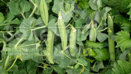 Насіння гороху Мегасайз / Megasayz, 55-60 днів купити оптом і в роздріб в Україні за вигідною ціною